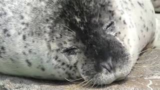 近くで見てみよう！ゴマフアザラシの寝顔【旭山動物園】