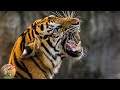 बाघ से जुड़ी कुछ महत्त्वपूर्ण बातें । tiger information in hindi । tiger information। gyanikiwani