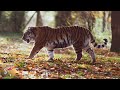 बाघ से जुड़ी कुछ महत्त्वपूर्ण बातें । tiger information in hindi । tiger information। gyanikiwani