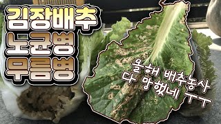 김장 배추 폭망?! 배추 노균병\u0026무름병 방제법, 가족 농사