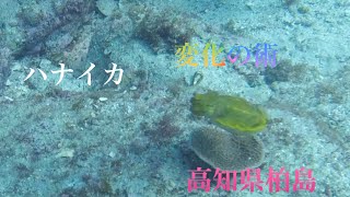 高知県柏島 後ろ浜2.5番🤿