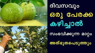 ദിവസവും ഒരു പേരക്ക കഴിച്ചാൽ സംഭവിക്കുന്ന മാറ്റം