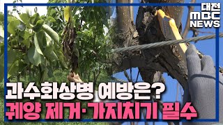 '백약이 무효' 과수화상병 '겨울에 잡아라'/대전MBC