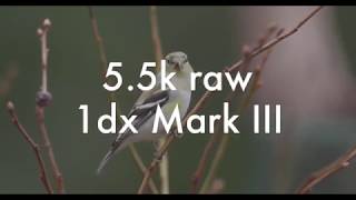 5.5k raw clips with 1dx Mark III