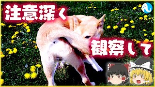 犬がぐるぐる回るのはどうして？【ゆっくり解説】