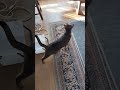 ネコ動画あび 4512 　 shorts　 あび ねこ ネコのあび 猫動画