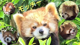 【草の新芽を食べる西山動物園レッサーパンダ達】～Nishiyama Zoo Red Pandas～