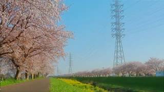 【渋田川沿いの桜並木 (4K)】 神奈川県 平塚市 April 6, 2020 Cherry Blossoms