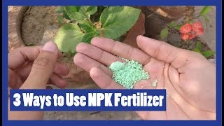 How to Apply NPK Fertilizer to Plants? | N.P.K Fertilizer | 2018 (Urdu / Hindi)