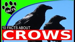 Top 10 Cool Crow Facts - Very Interesting Facts About Crows