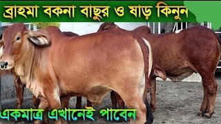 খামার উপযোগী বর্ডার ক্রস ভালো মানের ব্রাহমা ও নেপালি গির বকনা বাছুর সংগ্রহ করুন। রিয়াদ এগ্রো ফার্ম।