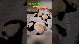 ❤️爱宝乐园的大熊猫宝宝爱宝和她的女儿们😍#panda #funny #cute 可爱的辉宝、睿宝🥰 #beautiful