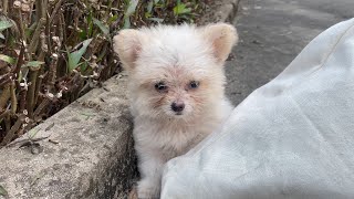 The abandoned puppy cried for its mother until it was exhausted. ADOPTED