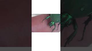 Beautiful, Iridescent Green Beetle!