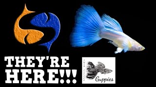 Amazing Guppies!!! New Guppy Tank?? Secret Project!!