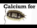 Best Calcium Sources for Isopods?