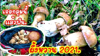 เก็บเห็ดผึ้งหวาน ดอกสวยๆเจอกลุ่มนี้ฟินมากเต็มตะกร้าเหมือนเดิม Porcini Mushrooms Picking Ep4.