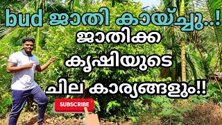 മൂന്നര വർഷം കൊണ്ട് bud ജാതി കായ്ച്ചു...പിന്നെ ജാതി കൃഷിയുടെ വിശേഷങ്ങളും...||about hybreed nutmeg||