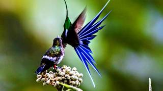 The Superpowers of Hummingbirds!