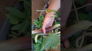 ఎంత పొడుగు వంకాయలో! 😮 #garden #premasgarden #ytshorts #shorts #viralvideo