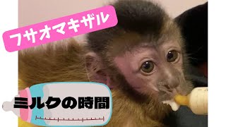 美味しそうにミルクを飲むフサオマキザル　Capuchin monkey