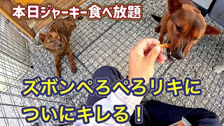 ついに親方が猟犬リキにキレる！ズボンぺろぺろ舐めるけど、何が美味しいの？それとも甘えてるの？