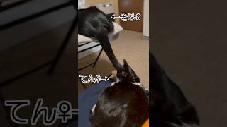 今日のてんちゃんとそら君【2024年1月23日】#cat #猫動画 #ハチワレ猫 #黒猫 #猫三兄弟 #shorts