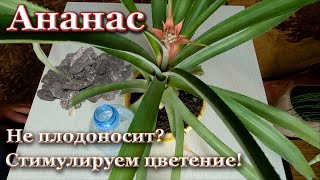 Не плодоносит ананас? Как стимулировать цветение и плодоношение ананаса в домашних условиях.