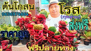 ต้นโกสนกุหลาบที่จะเปลี่ยนชีวิตของคุณ!