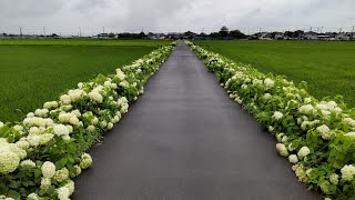 白いアナベル両脇に咲き乱れる道「ふじとあじさいの道」埼玉県加須市