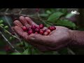 videoaula sistemas agroflorestais safs módulo 3