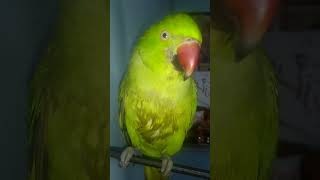 Funny video 😂😂😂😂 parrot cute birds subs my channel 🦜🦜