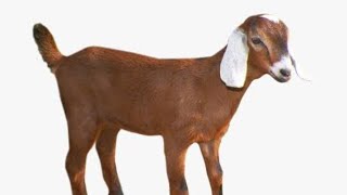 My Goat|| Meri bakri|| Humne li bakri|| #goatslover #goats#birds