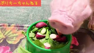 [可愛い動物動画]ブタさんの食事　ASMR