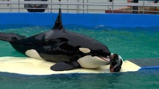 Lone zoo orca in Florida gets 'endangered' protection