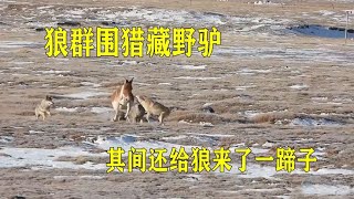 生死追击，狼群围猎藏野驴，甚至还给狼来了一脚