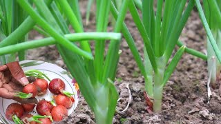 টবে পেঁয়াজ পাতা চাষ পদ্ধতি || Onion Leaves Cultivation || Roof Agriculture