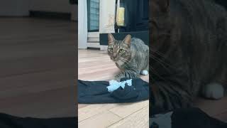 The Fashionable Cat: A Feline Style Expert! #shortvideo