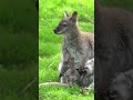 Baby kangaroo is peeking out of the pouch #shorts #viral