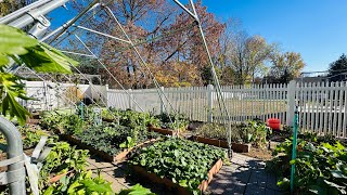 November Garden Tour and Setting up Greenhouse。11月菜园安装温室大暖棚!#gardening #蔬菜 #greenhouse#nature