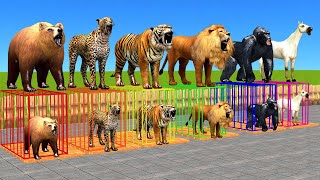 Wild Animal Games Choose The Right Iron Cage Eat Fruits Challenge With Gorilla Tiger Lion Bear Horse