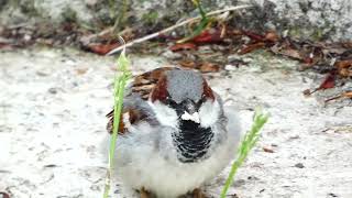 House Sparrow Fledgling