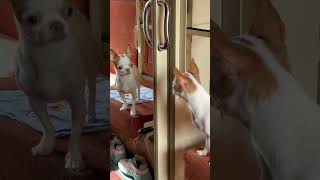 четыре чихуахуа проехали 30 часов на поезде )) #chihuahua #dog