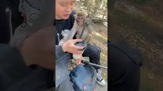Monkeys, Monkey Baby videoz   #Shorts #BeeLeeMonkey Fans EPs1878