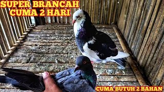 RAHASIA!!CARA MEMBRANCAHKAN MERPATI PIYIKAN JANTAN DENGAN CEPAT | 2 hari langsung berancah