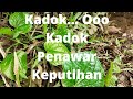 KADOK... OHH.. KADOK.. HINDAR DARI KEPUTIHAN DAN SAKIT TULANG (siri 117)