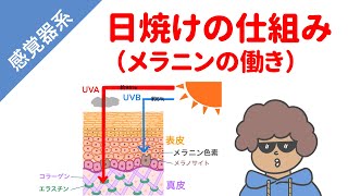 【日焼けの仕組み】メラニンの働き（UVAとUVB）とは