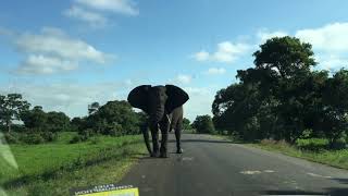 サファリ　南アフリカ　クルーガー国立公園　象威嚇　Kruger National Park