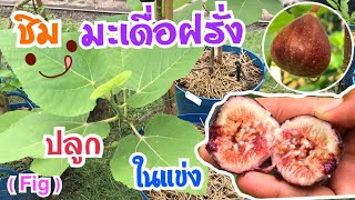 มะเดื่อฝรั่งปลูกในแข่ง | สายพันธุ์อิรักกี้ | Fig