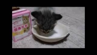 はじめて牛乳を飲ませてみました！【猫】ぎんじろぅとももこ。ちびにゃんず☆